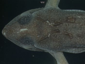 Media type: image;   Herpetology A-136736